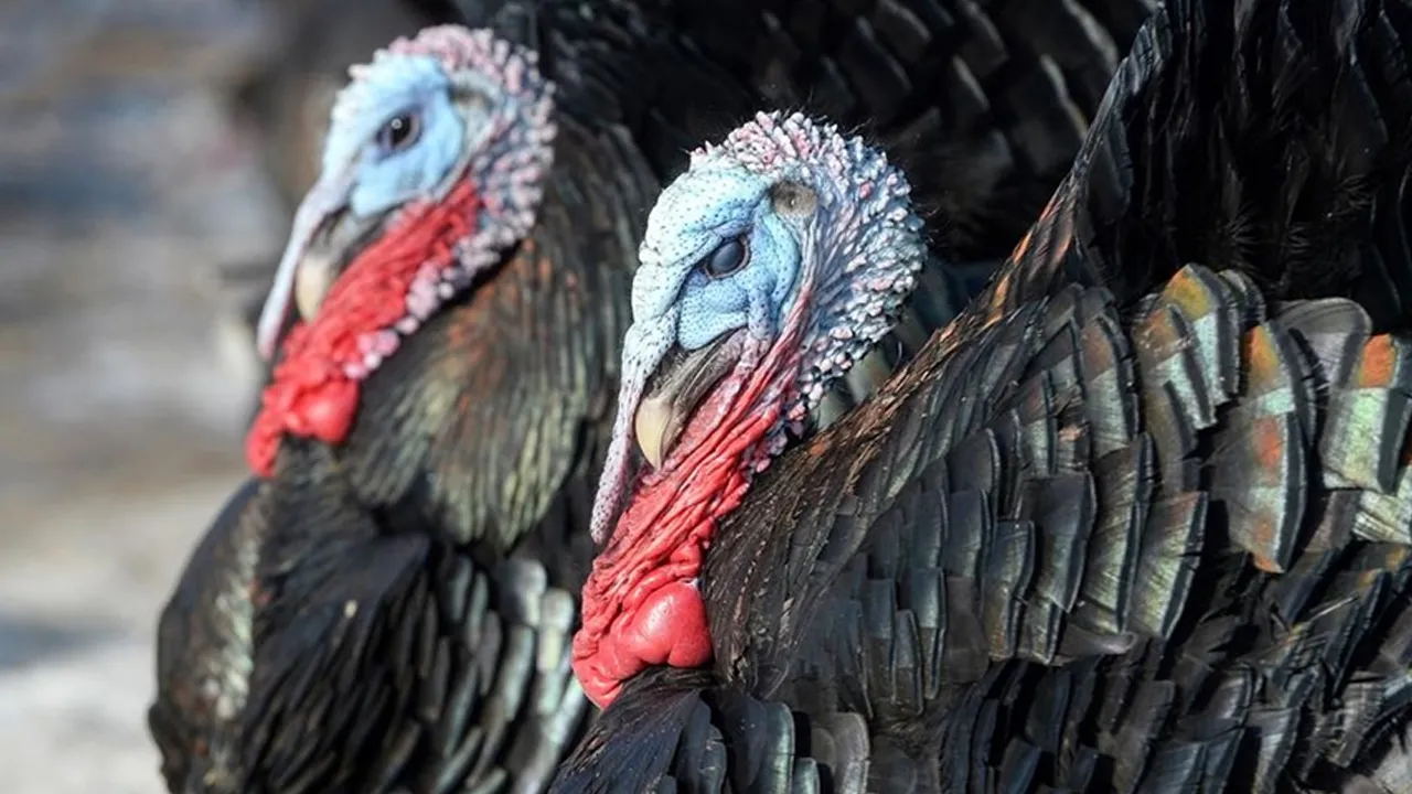 Yılbaşı öncesi hindiye talep patladı!