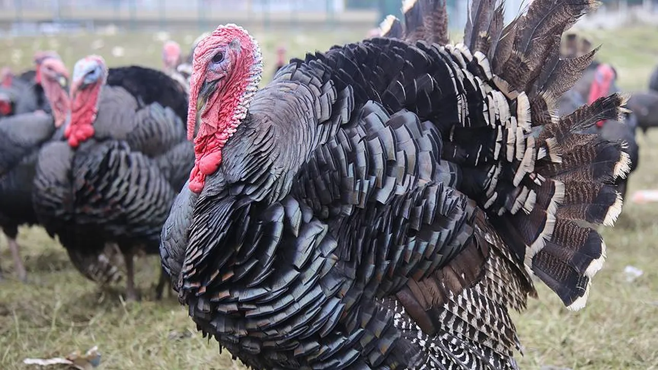 Yılbaşı öncesi hindiye talep patladı!