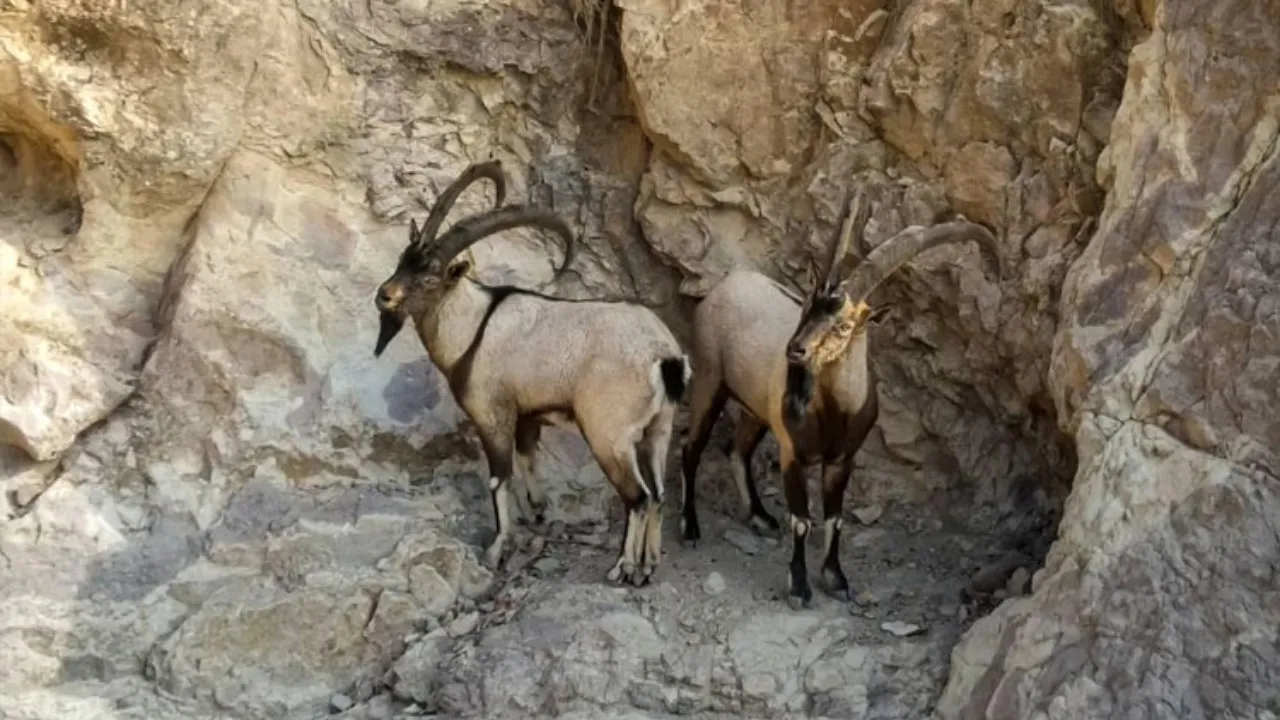 Avladığı hayvan 1 milyon lirasına mâl oldu