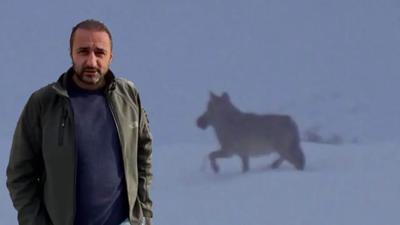 Doğa gezisinde kurtla karşılaştı! 'Arabaya zor bindim'