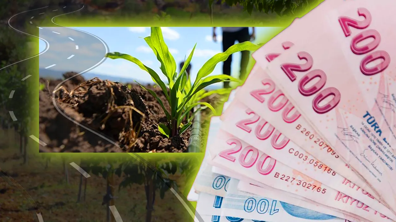 Kilosu 160 lira! İstanbul, Trabzon, Erzurum'dan duyan geliyor, ceviz üretimi arttı 