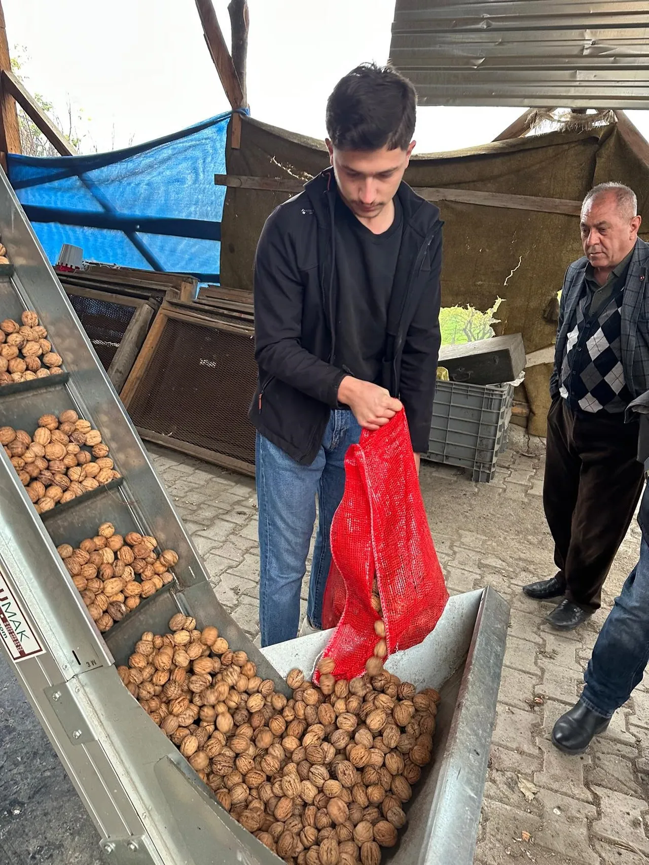 Kilosu 160 lira! İstanbul, Trabzon, Erzurumdan duyan geliyor, ceviz üretimi arttı