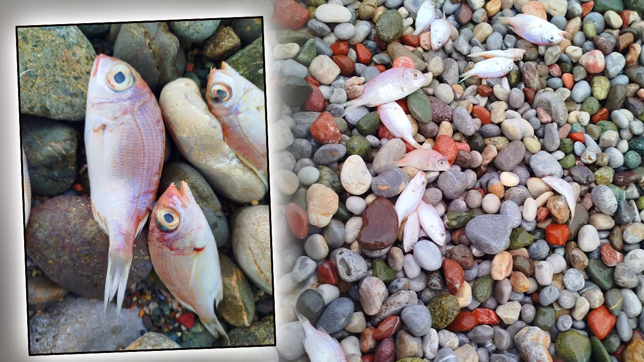 Muğla'daki balık ölümlerine ilişkin incelemede rapor çıktı! Hepsi avlanabilir boy sınırının altındaymış 