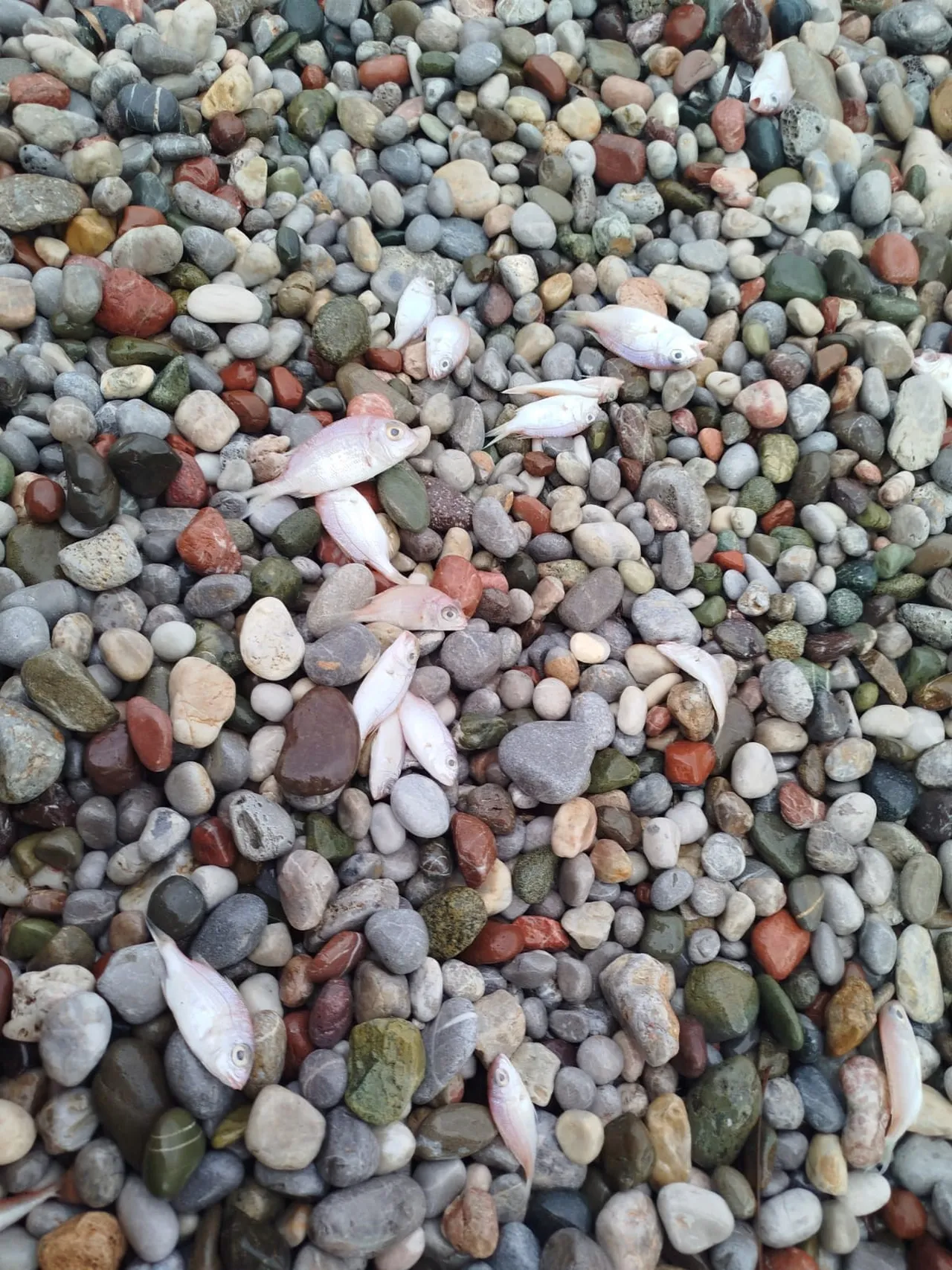 Muğladaki balık ölümlerine ilişkin incelemede rapor çıktı! Hepsi avlanabilir boy sınırının altındaymış