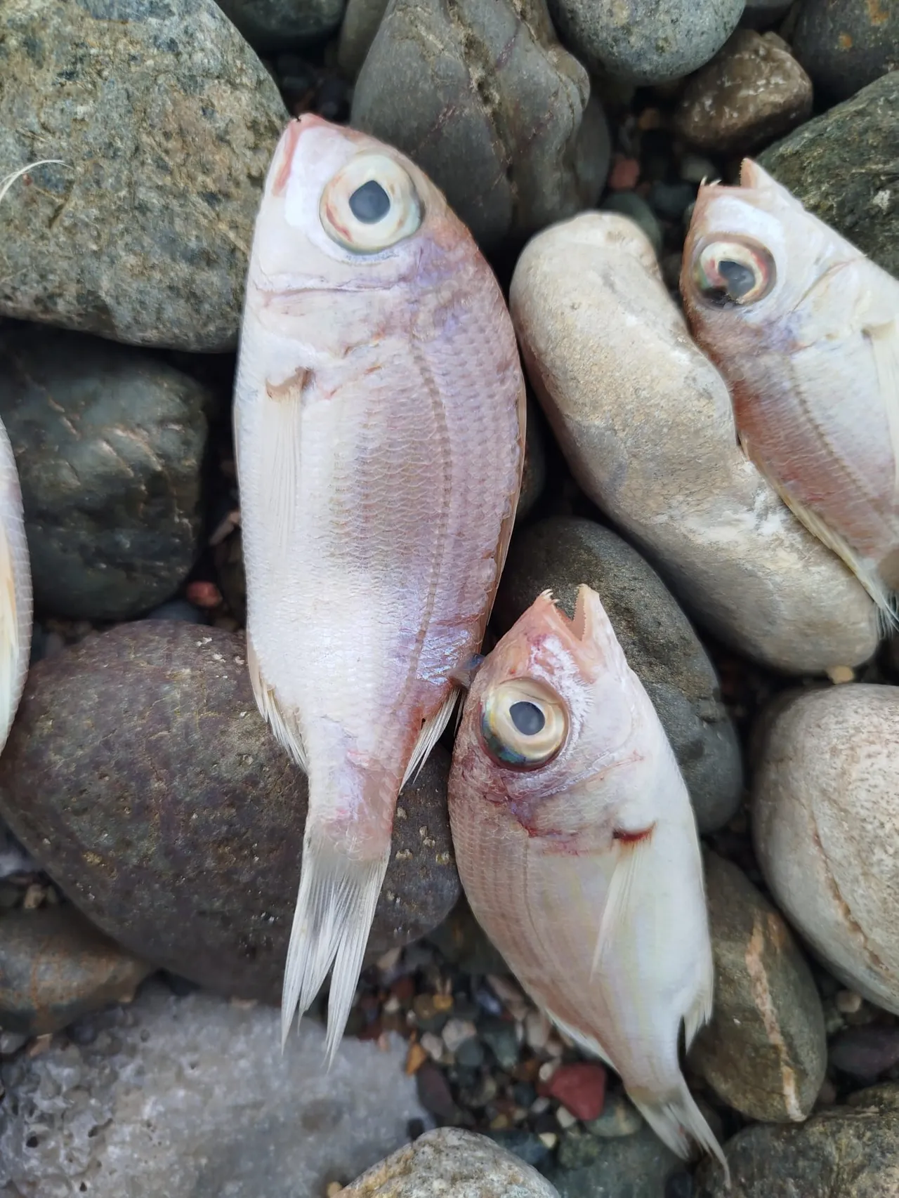 Muğladaki balık ölümlerine ilişkin incelemede rapor çıktı! Hepsi avlanabilir boy sınırının altındaymış