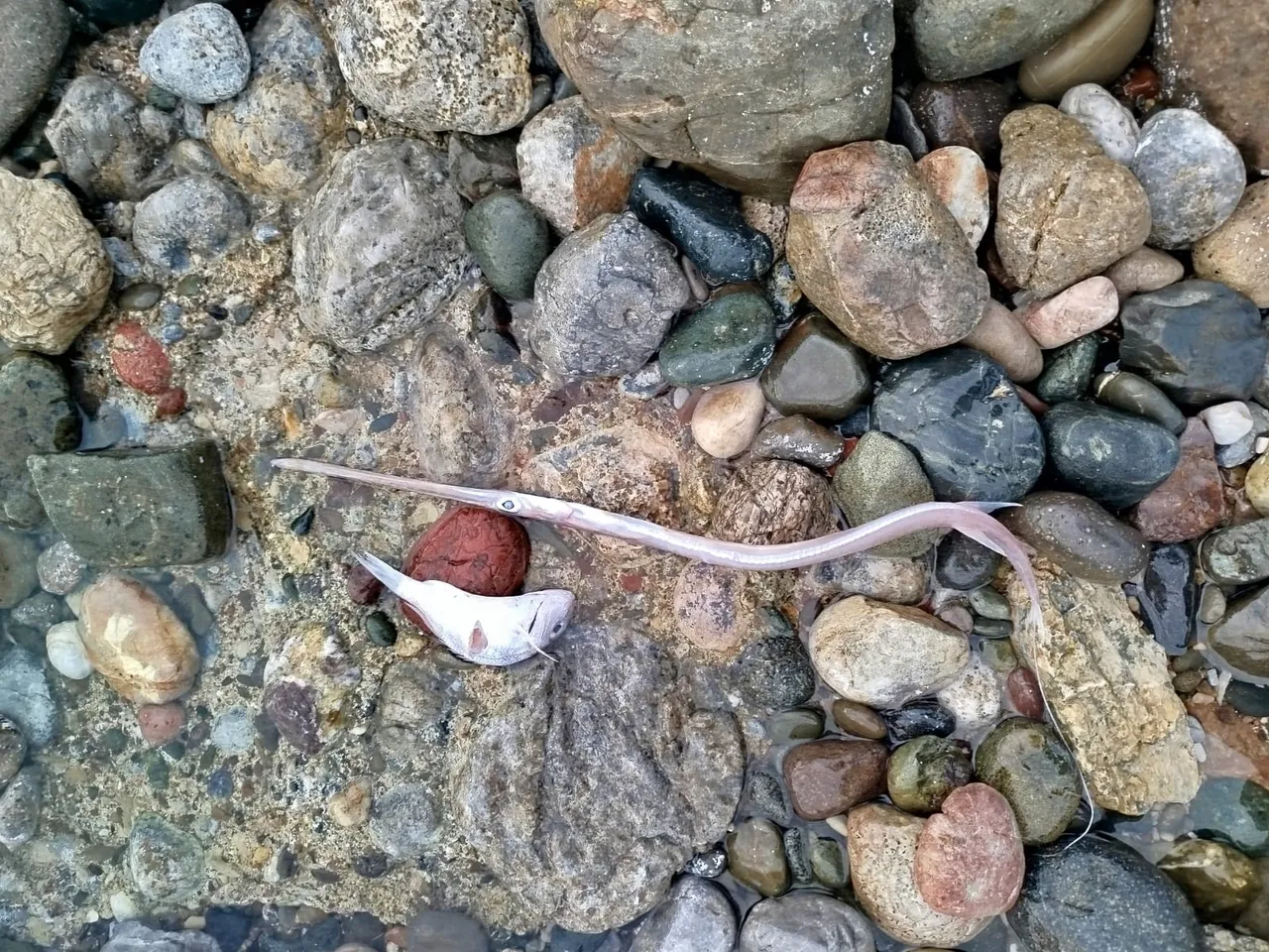 Muğladaki balık ölümlerine ilişkin incelemede rapor çıktı! Hepsi avlanabilir boy sınırının altındaymış