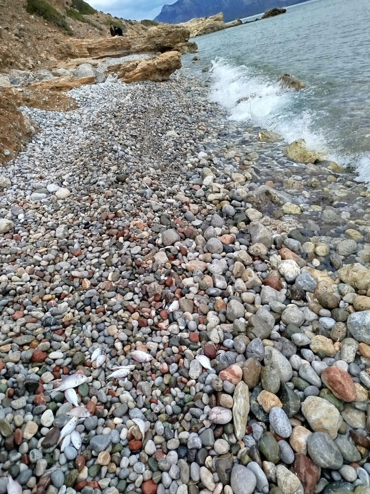 Muğladaki balık ölümlerine ilişkin incelemede rapor çıktı! Hepsi avlanabilir boy sınırının altındaymış