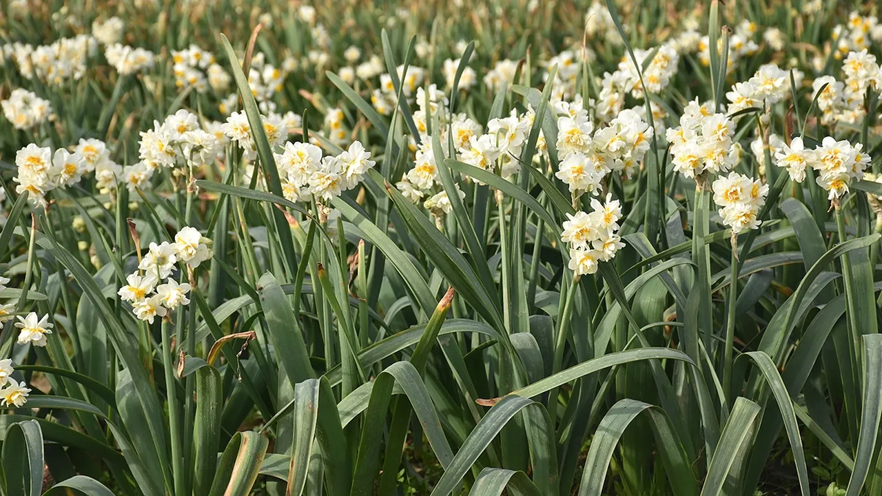 Nergis çiçeği hangi ayda çıkar?
