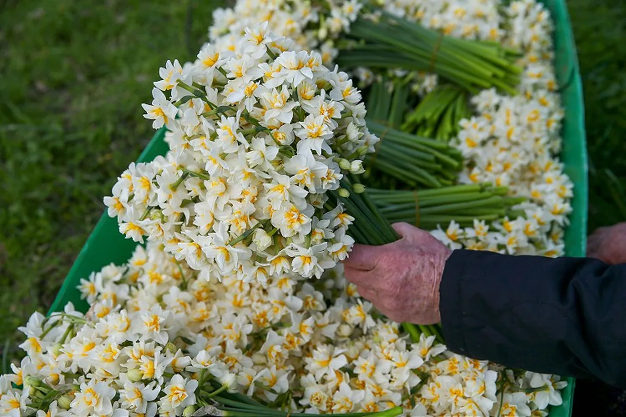 Nergis ne zaman satılır?