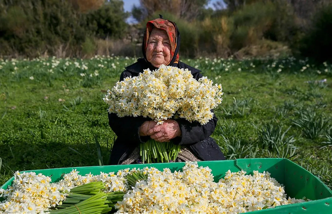 Nergis Zamanı ne zaman?