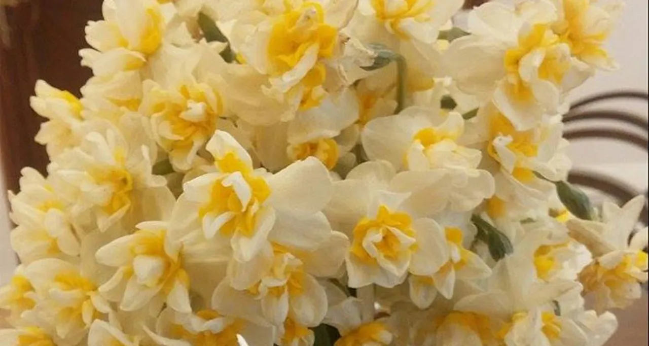 Nergis çiçeği hakkında bilinenler