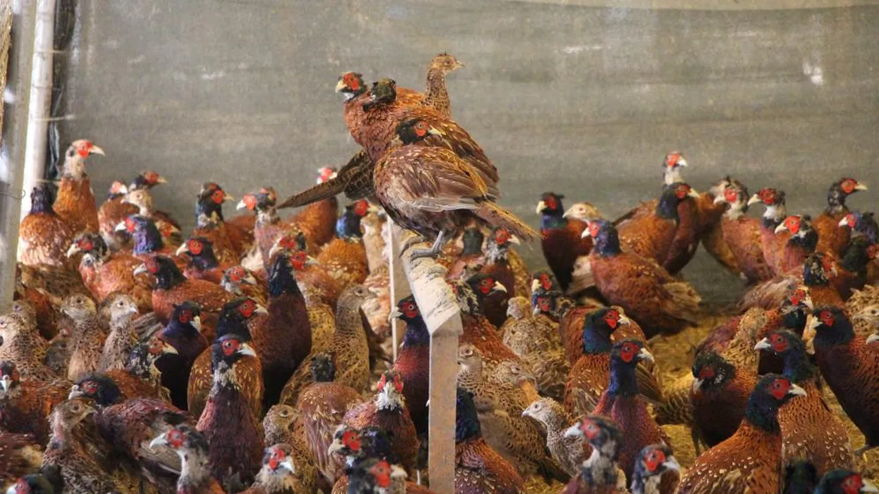 Padişah sofralarından eksik olmazdı! Sülün eti geri dönüyor