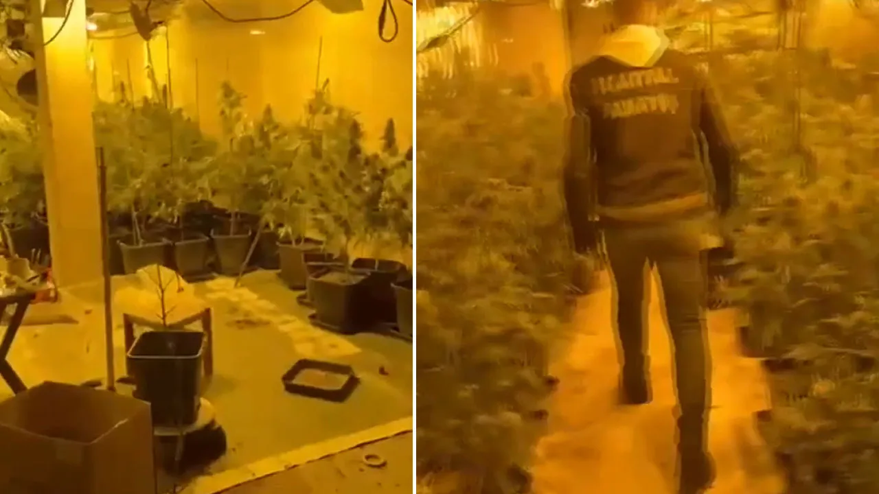 İstanbul'da uyuşturucu serası kurmuşlar! 2 kişi gözaltına alındı