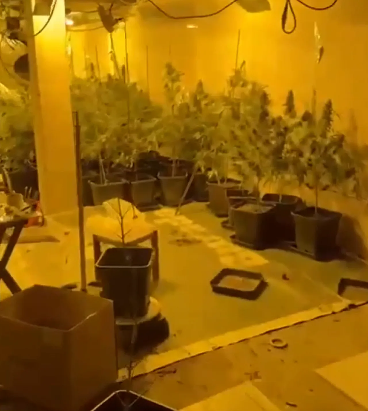 İstanbul'da uyuşturucu serası kurmuşlar!