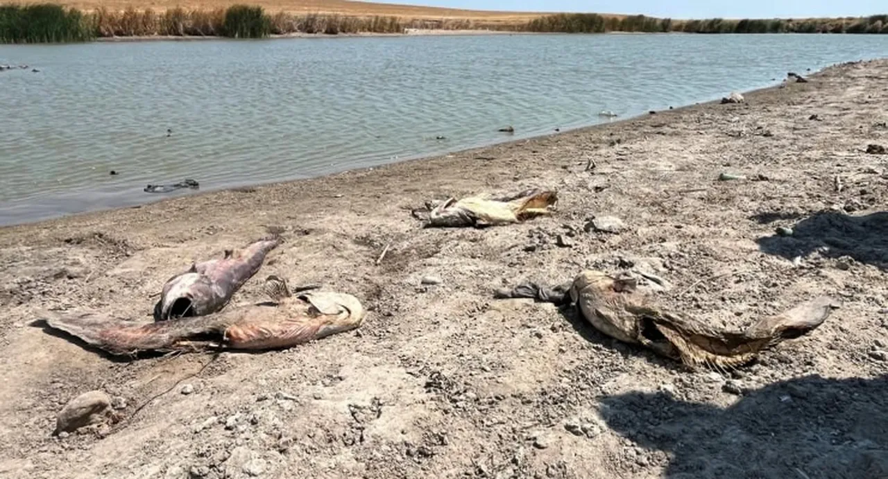Tekirdağda Naip Barajında alarm! Su alımı geçici olarak durduruldu