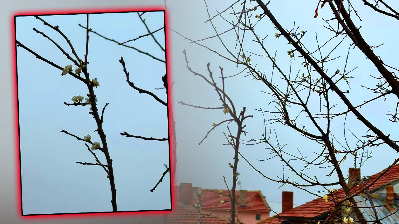 4 ay önce çiçek açtı! Eskişehir'de kayısıda ‘düşük verim’ alarmı 