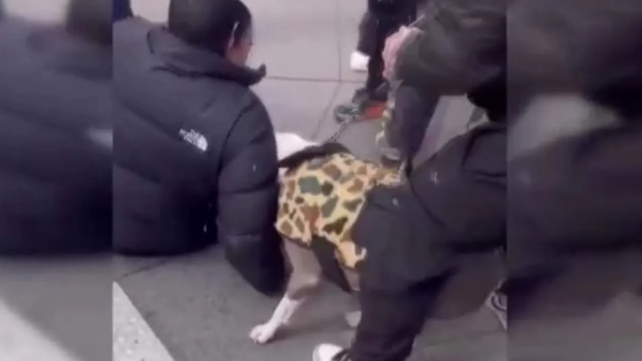 ABDde pitbull dehşeti! 1 yaşındaki çocuğun can çekiştiği anlar yürekleri dağladı