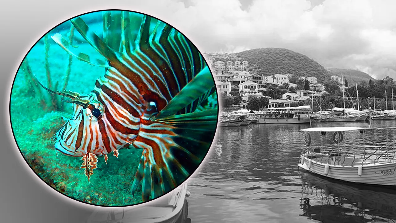 Balon balığından sonra Akdeniz'de istilacı aslan balığı tehlikesi! Sayısı artıyor 