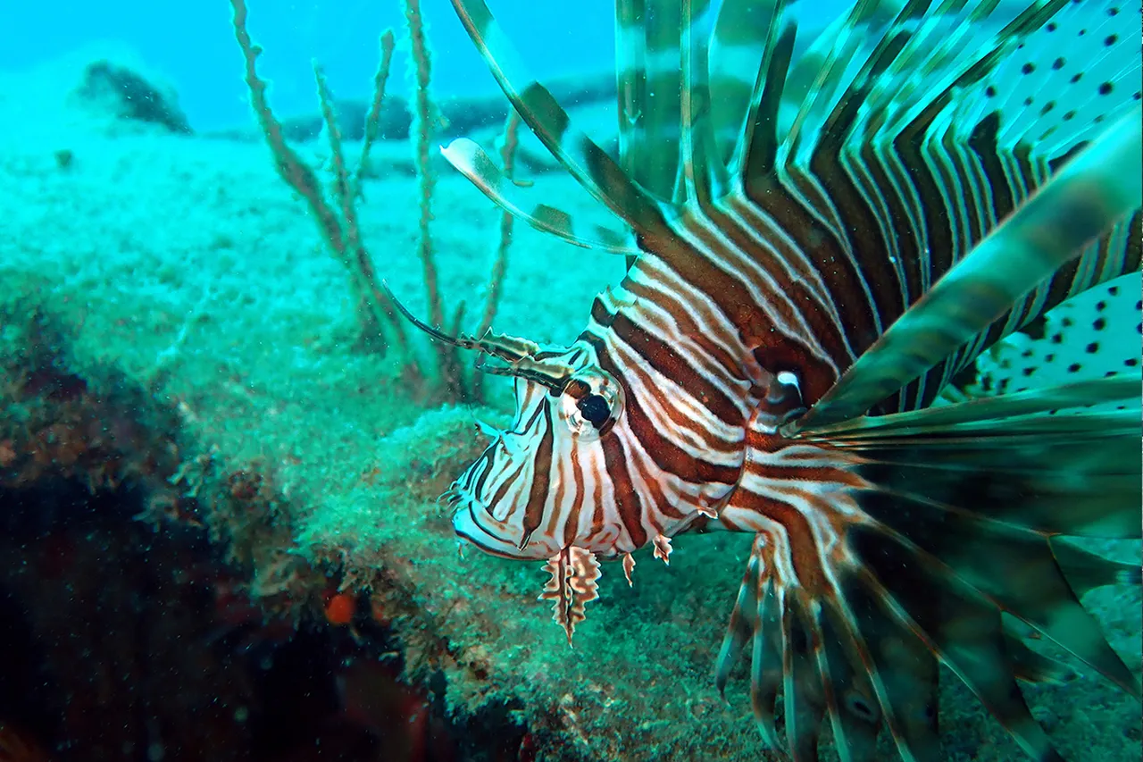 Balon balığından sonra Akdenizde istilacı aslan balığı tehlikesi! Sayısı artıyor