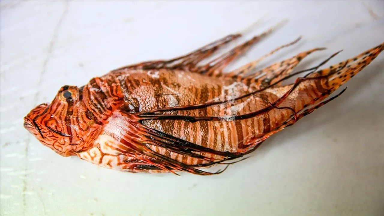 Balon balığından sonra Akdenizde istilacı aslan balığı tehlikesi! Sayısı artıyor