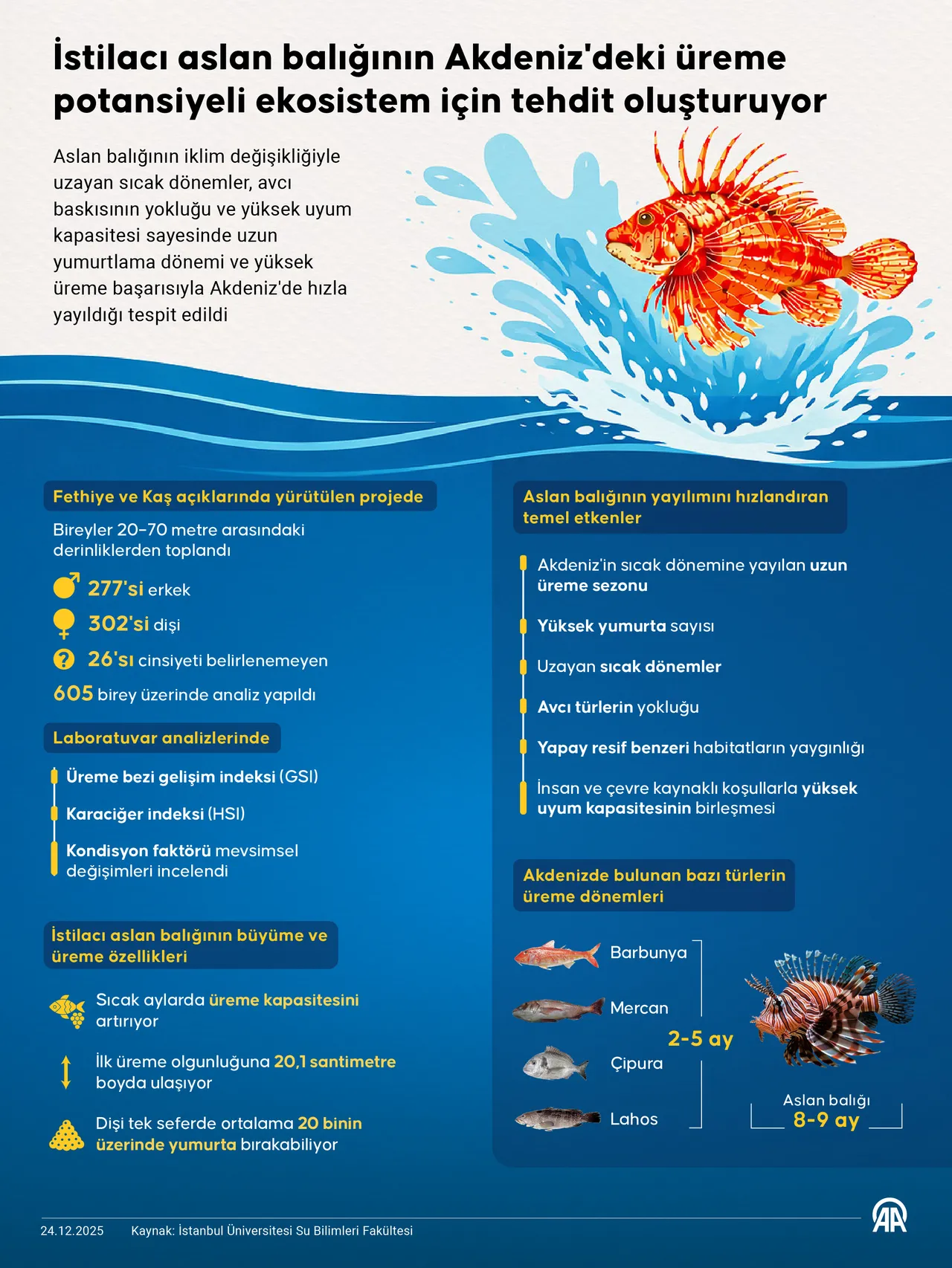 Balon balığından sonra Akdenizde istilacı aslan balığı tehlikesi! Sayısı artıyor