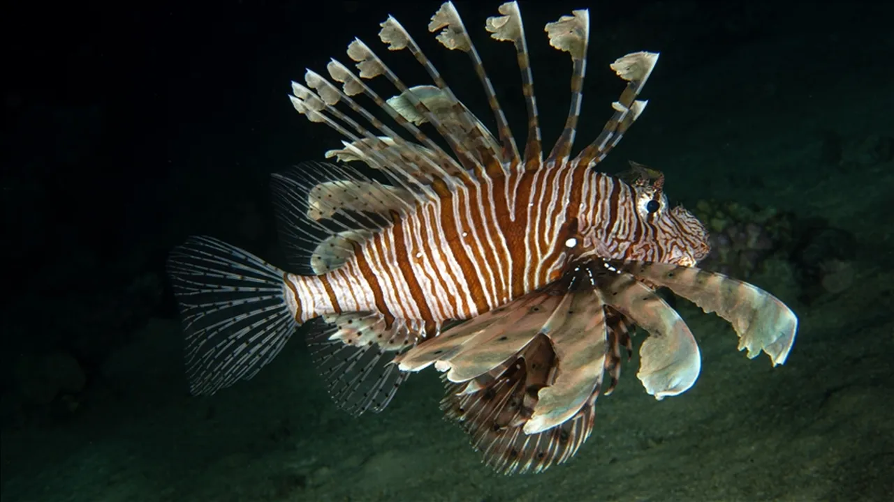 Balon balığından sonra Akdenizde istilacı aslan balığı tehlikesi! Sayısı artıyor