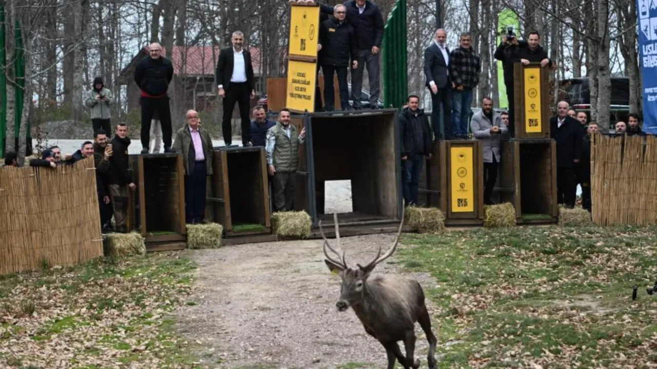 Belgrad’ın çipli geyikleri