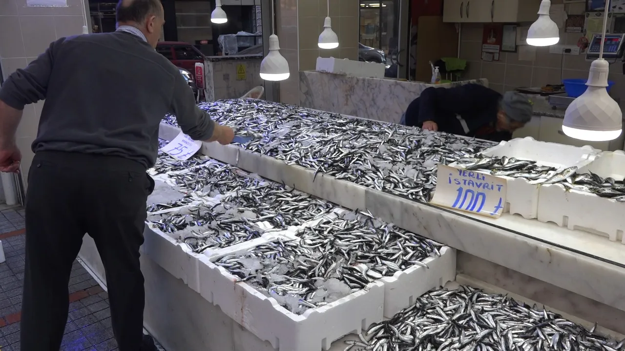 Hamsi yok olma tehlikesi altında: 2100 yılında büyük kayıp yaşanabilir