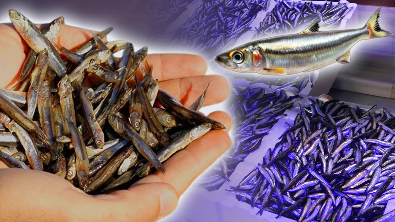 Hamsi yok olma tehlikesi altında: 2100 yılında büyük kayıp yaşanabilir