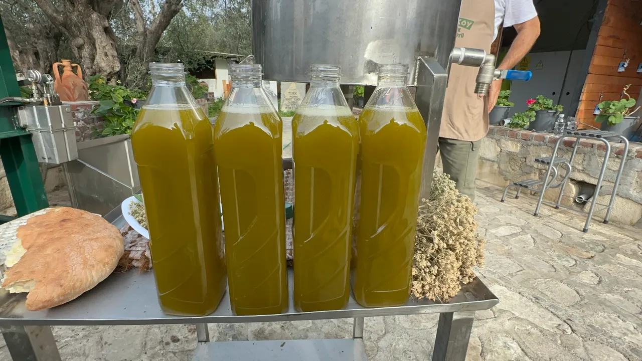 Zeytinyağında 200 yıllık sır yöntem! Ne sıcak ne de kimyasal kullanıyor 