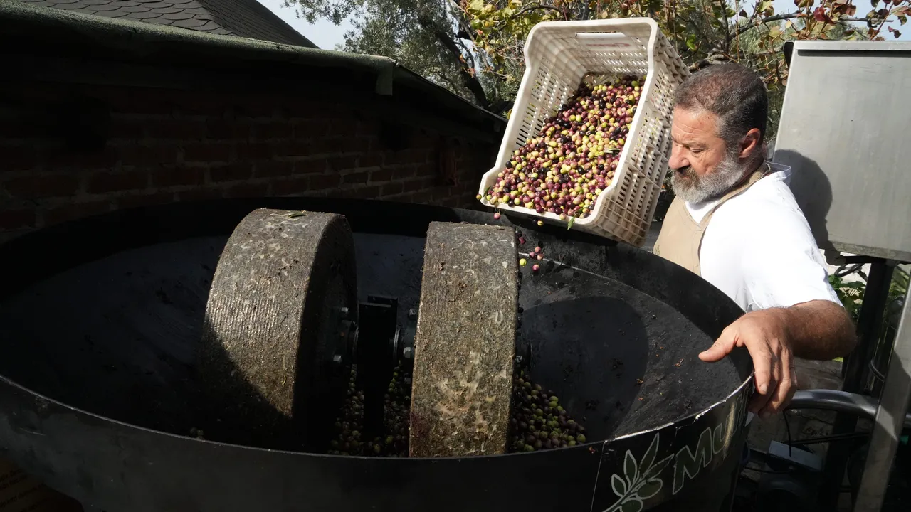 Zeytinyağında 200 yıllık sır yöntem! Ne sıcak ne de kimyasal kullanıyor 