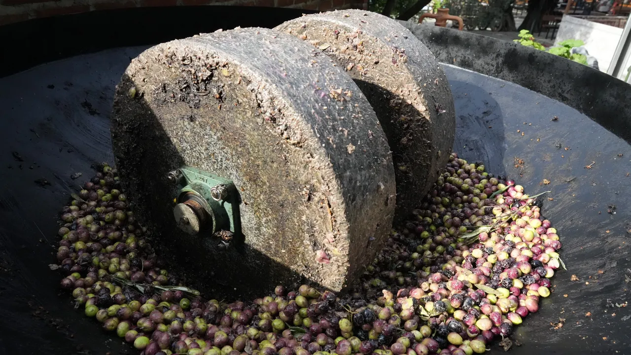 Zeytinyağında 200 yıllık sır yöntem! Ne sıcak ne de kimyasal kullanıyor 