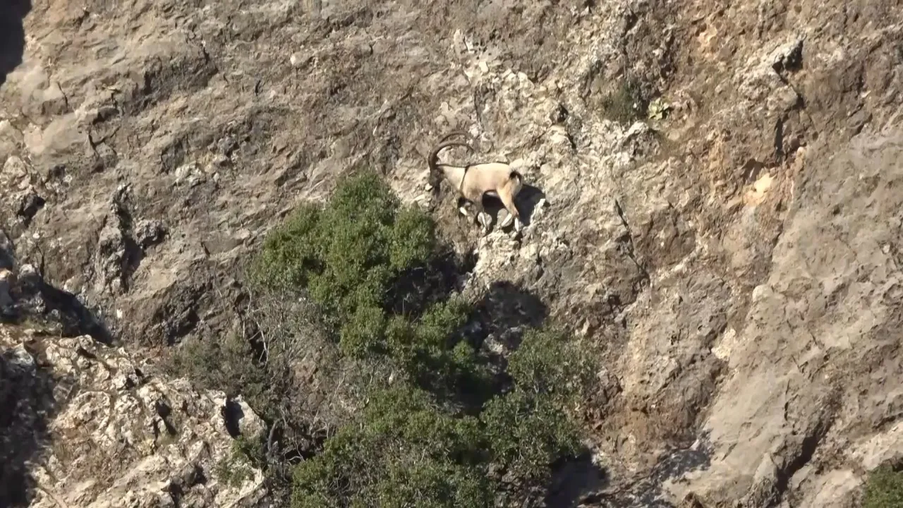 Gün doğmadan başlayan mesai: Adıyaman’da yaban keçileri tek tek sayılıyor