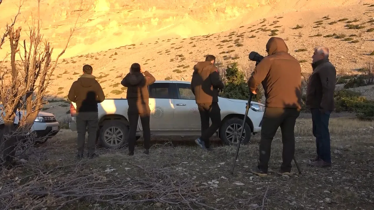 Adıyaman’da yaban keçisi envanteri: Sayının artması bekleniyor