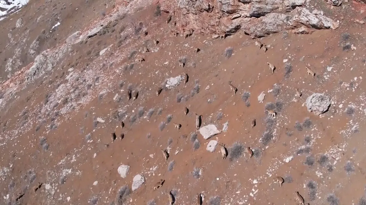 Adıyaman’da yaban keçisi envanteri: Sayının artması bekleniyor