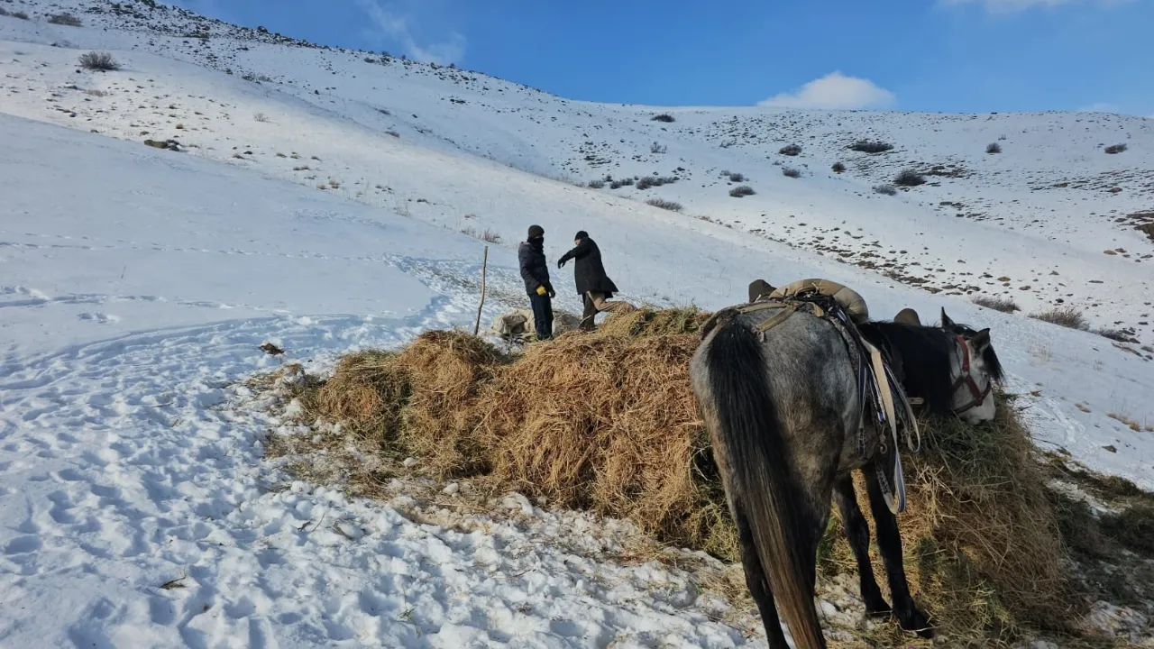 Erciş’te asırlık gelenek: Yem ihtiyacı böyle karşılanıyor