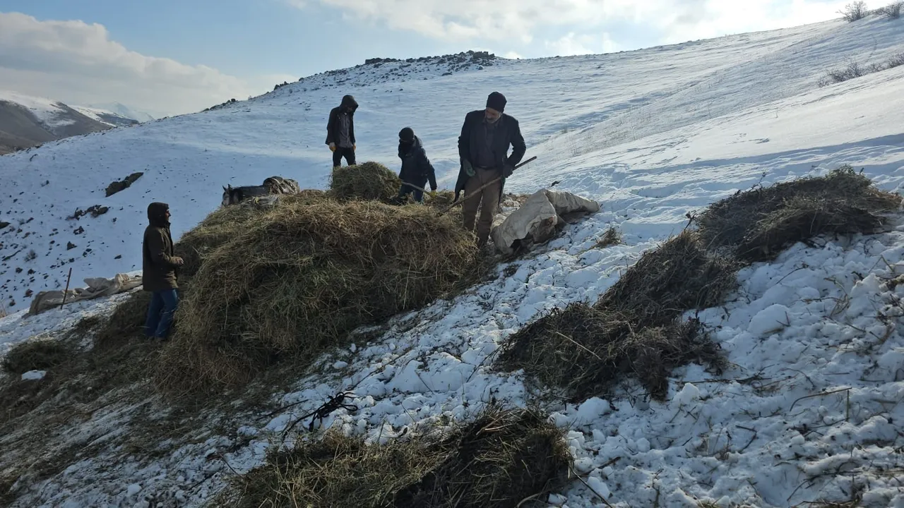 Erciş’te asırlık gelenek: Yem ihtiyacı böyle karşılanıyor