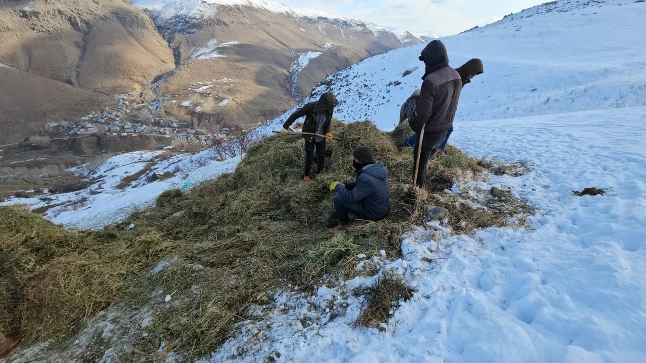 Erciş’te asırlık gelenek: Yem ihtiyacı böyle karşılanıyor