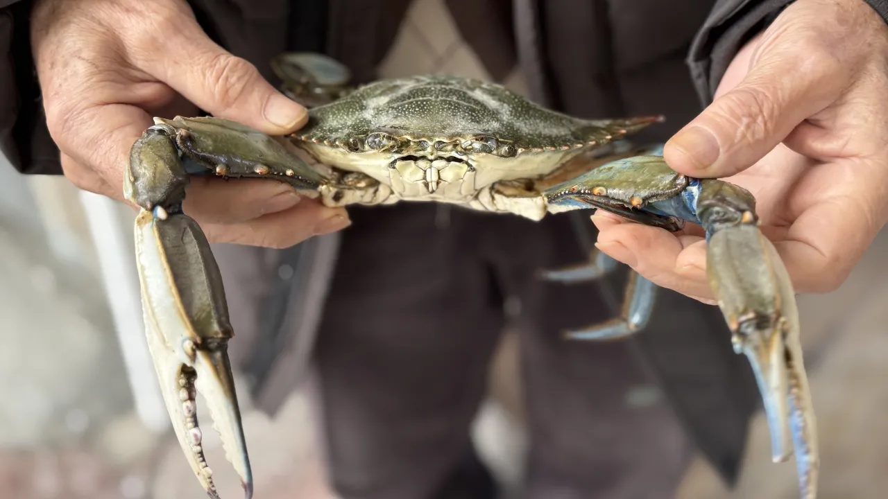 Karadeniz’de şaşırtan av: Sinop’ta balıkçıların ağına mavi yengeç takıldı