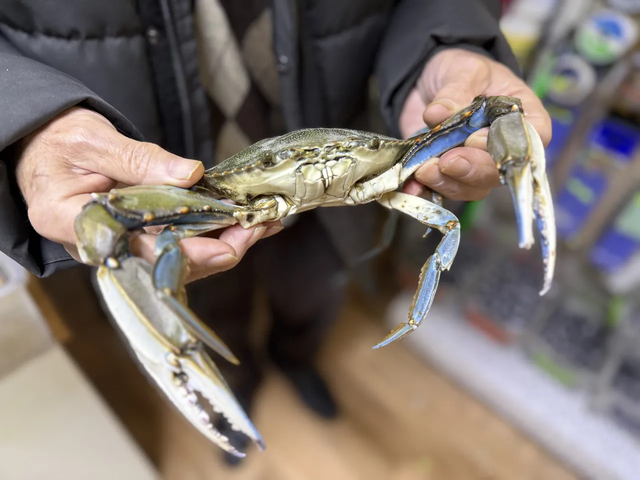 Karadeniz’de şaşırtan av: Sinop’ta balıkçıların ağına mavi yengeç takıldı