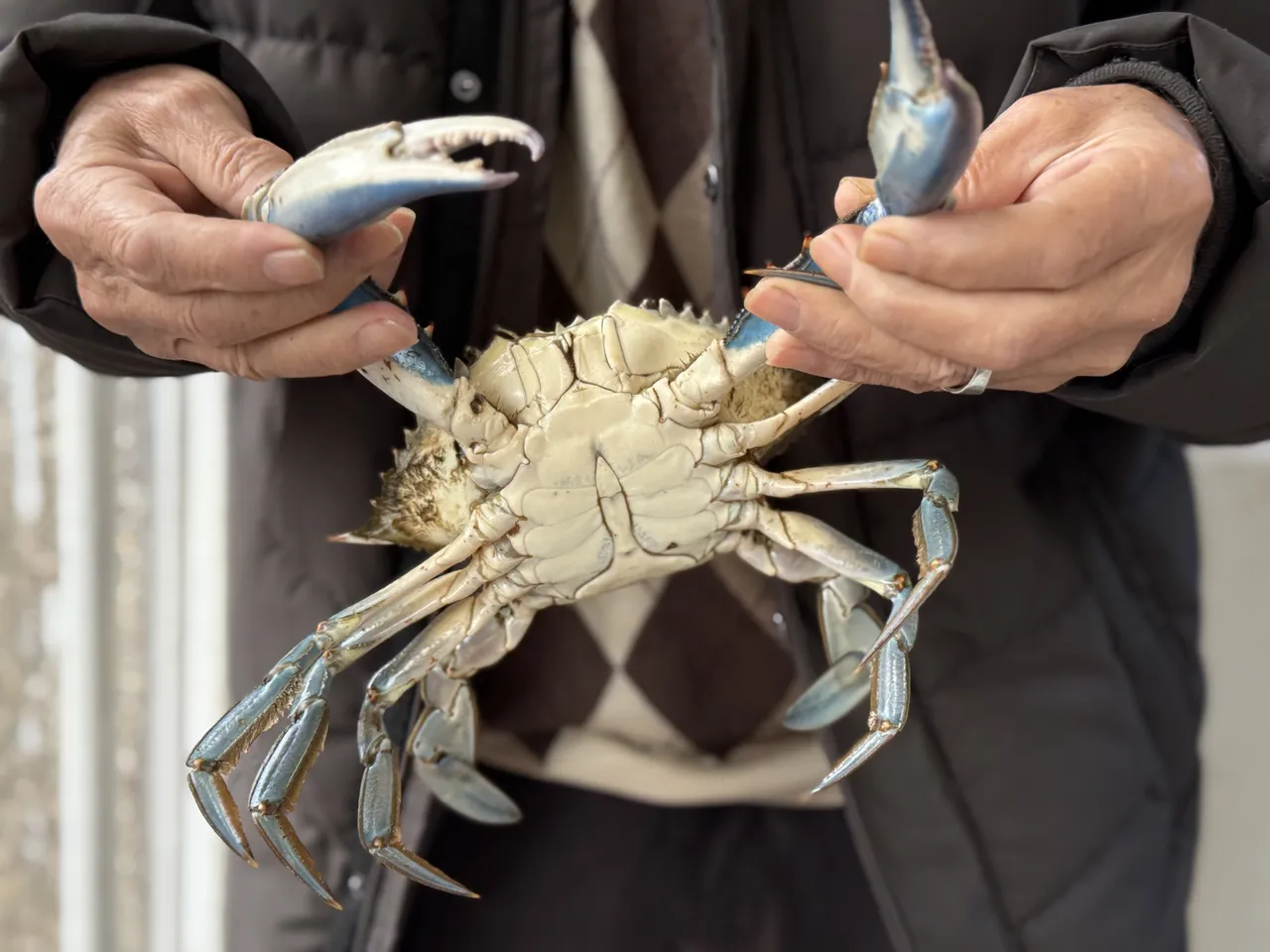 Karadeniz’de şaşırtan av: Sinop’ta balıkçıların ağına mavi yengeç takıldı