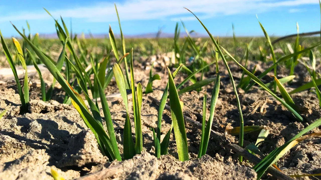 Konya’da yağış yüzde 44 azaldı