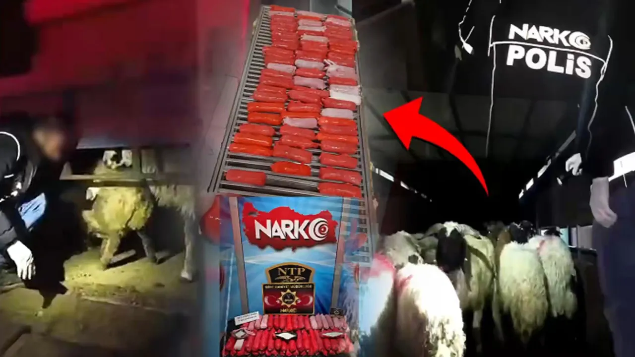 Küçükbaş hayvanların karın boşluğuna gizlenmiş uyuşturucu bulundu