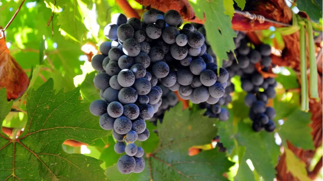 Her yıl başında üzüm satışlarının artmasına neden oluyor: Masa altında yenen 12 üzümün hikayesi