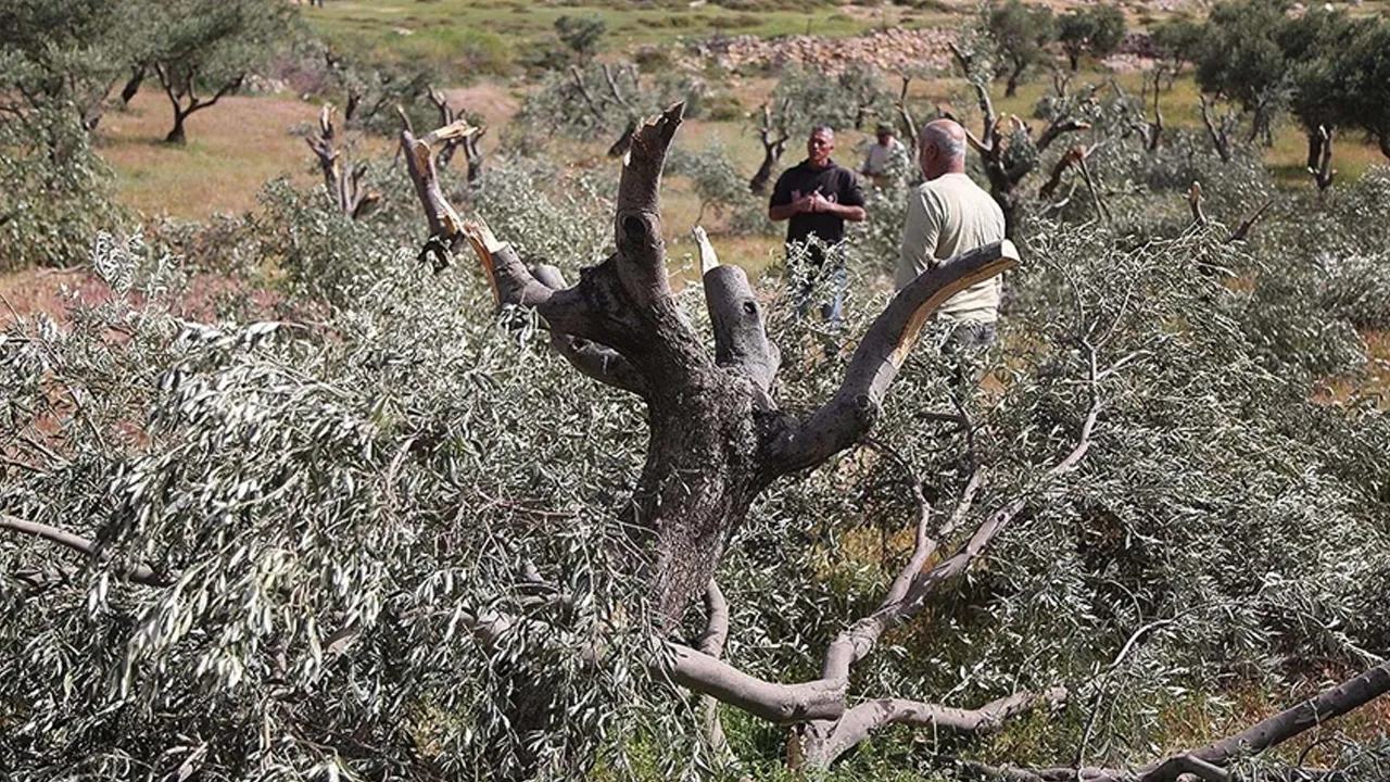 İsrail'den Batı Şeria'da tarıma darbe! Zarar 7 milyon dolar