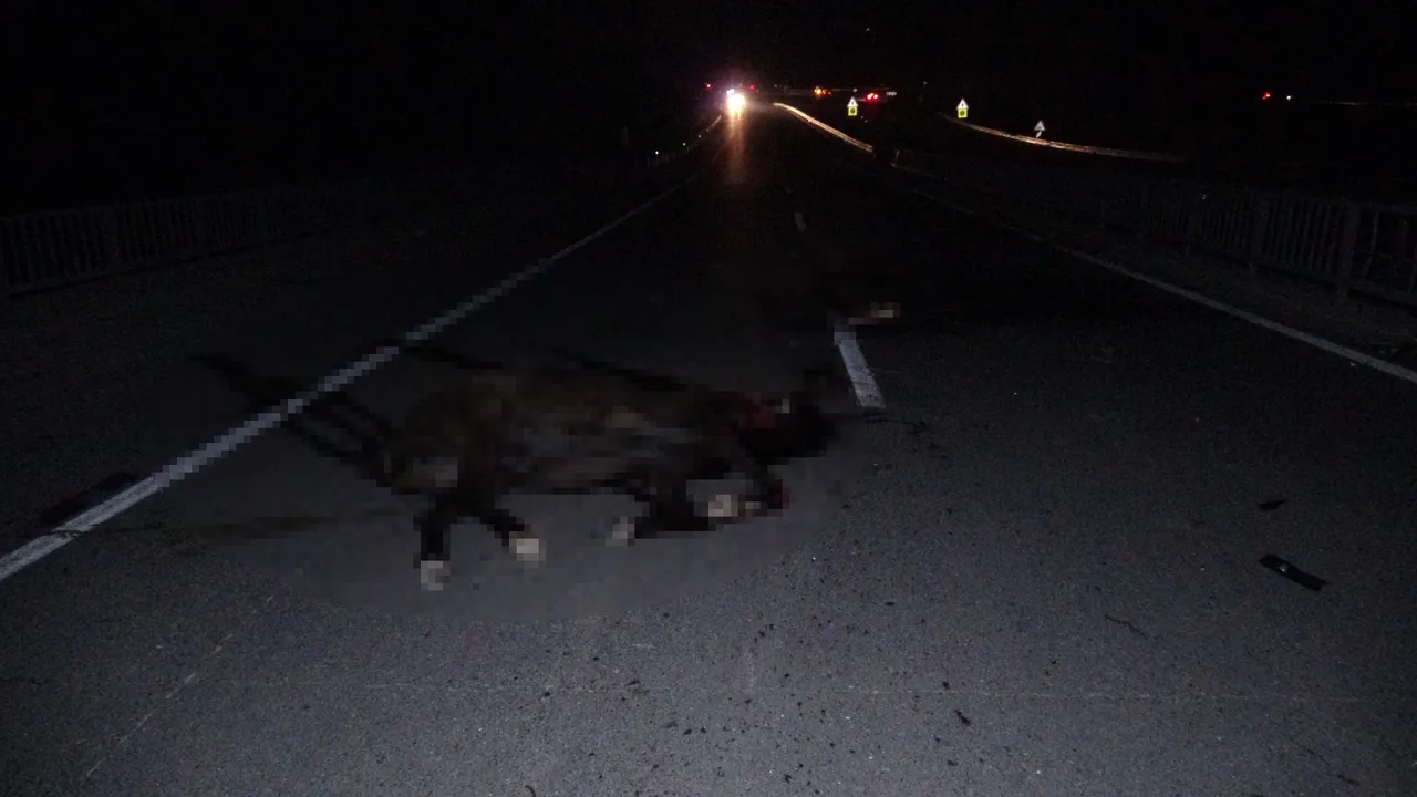 Malatya’da yarış atlarının kaçışına ilişkin soruşturma