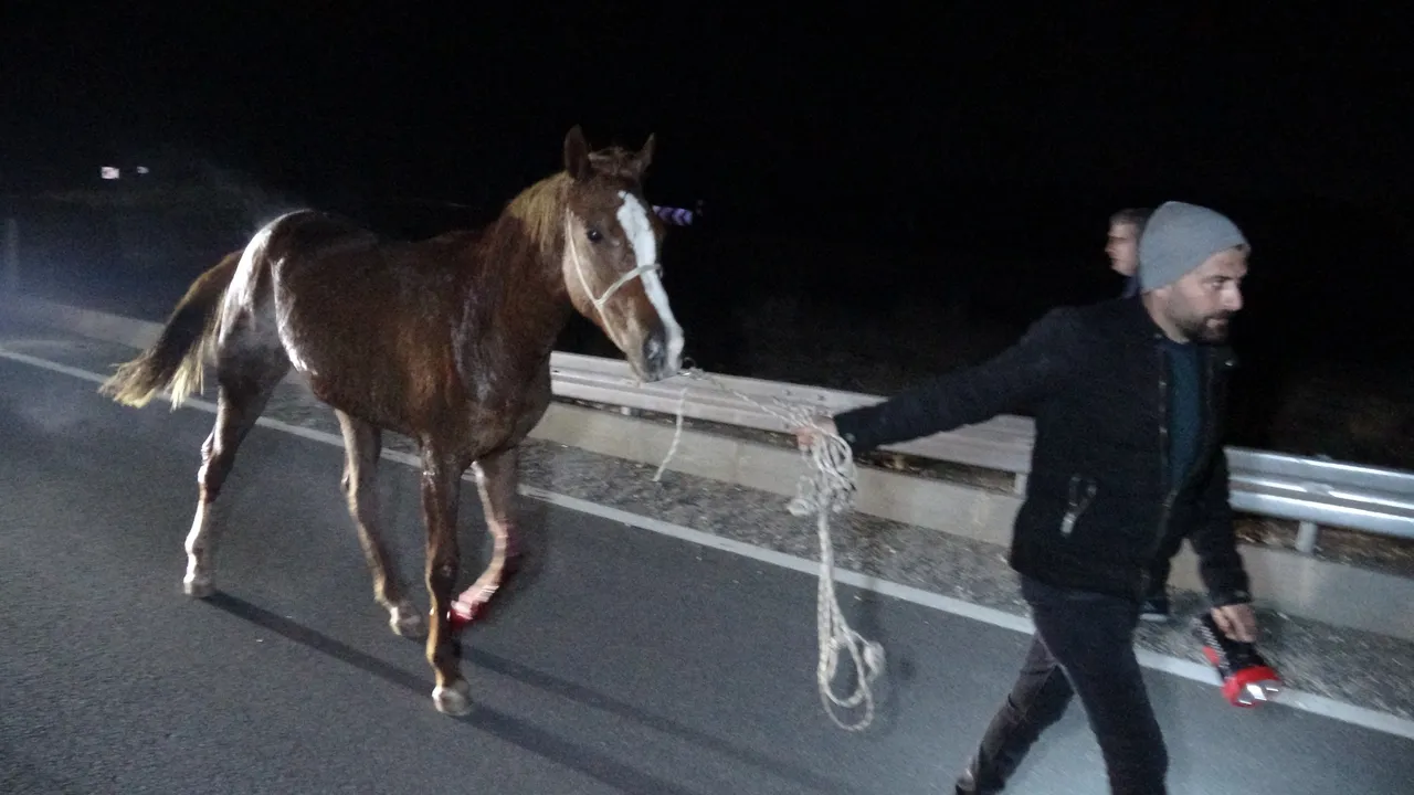 Malatya’da yarış atlarının kaçışına ilişkin soruşturma