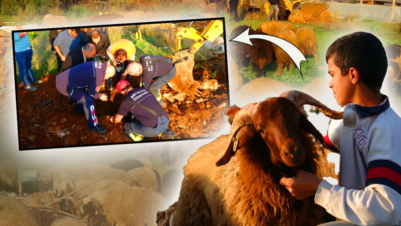 Sahibi çalındı sanıyordu, kayıp koyunlar 10 gün sonra su kuyusunda bulundu