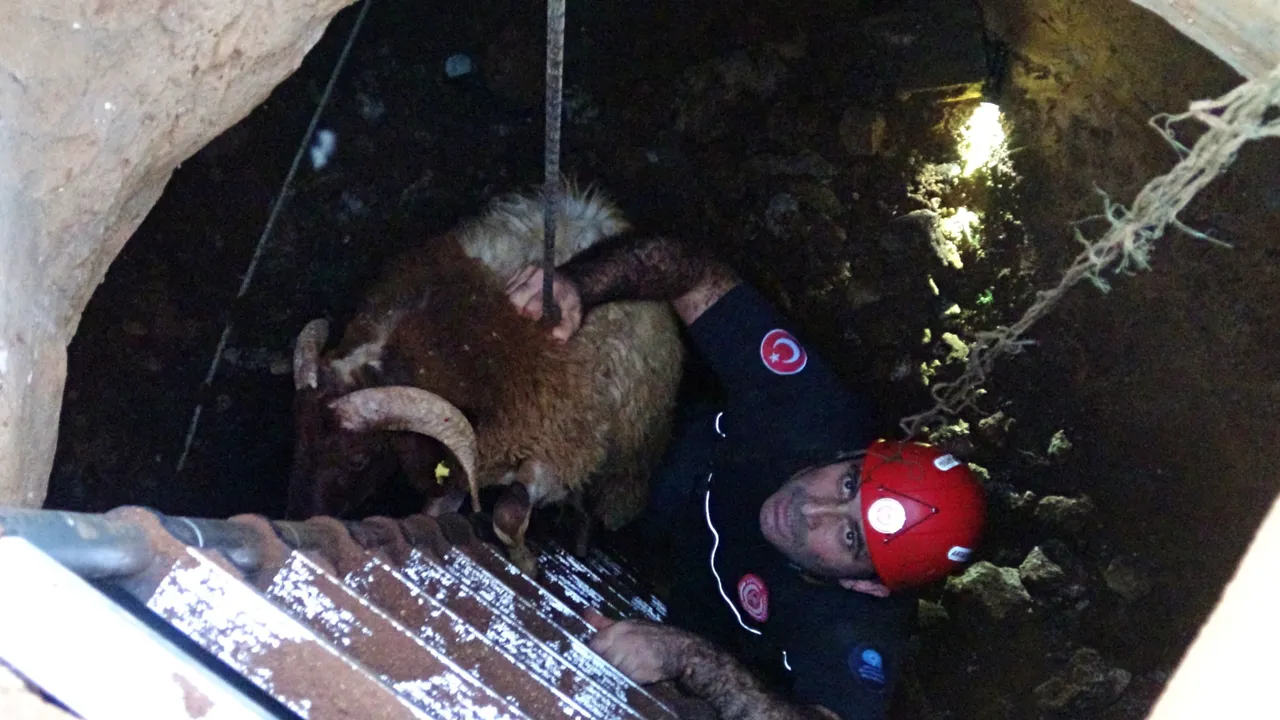 Sahibi çalındı sanıyordu, kayıp koyunlar 10 gün sonra su kuyusunda bulundu