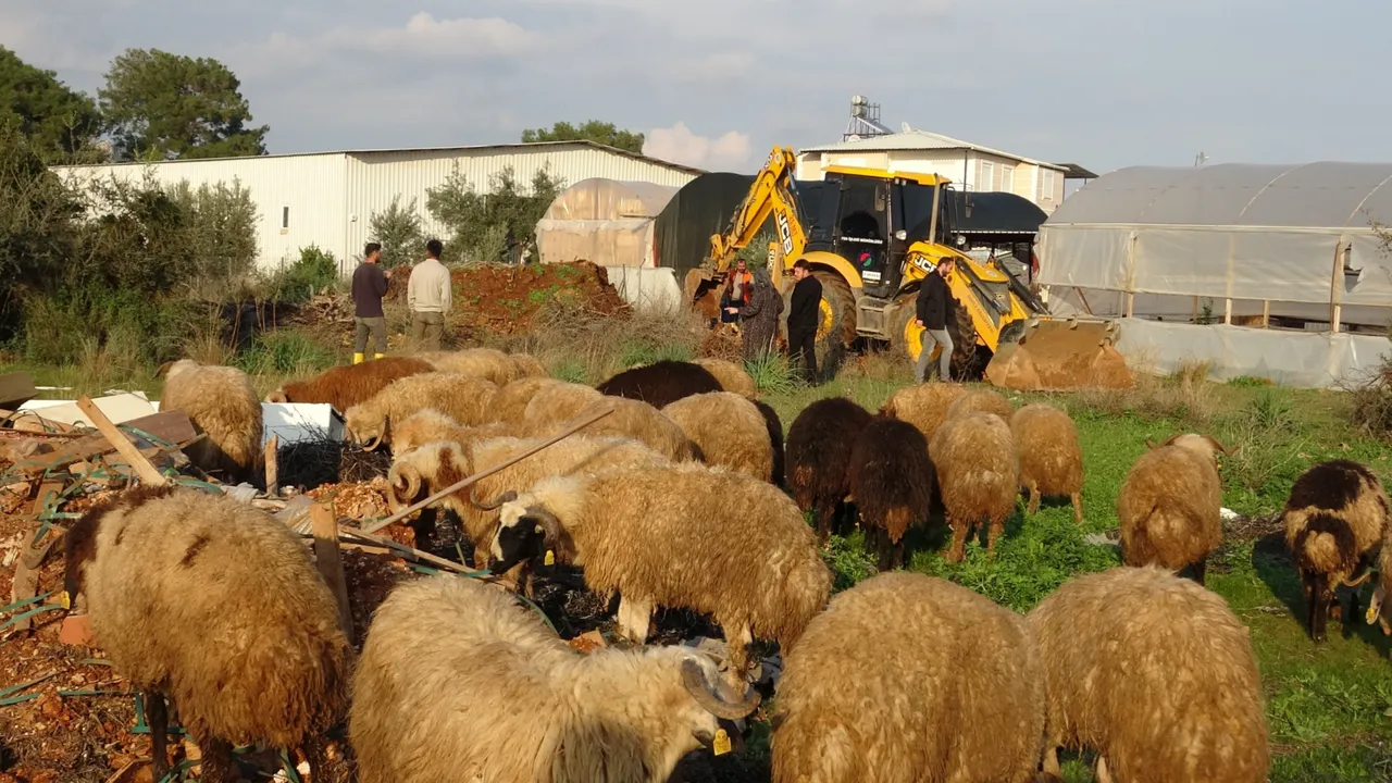 Sahibi çalındı sanıyordu, kayıp koyunlar 10 gün sonra su kuyusunda bulundu